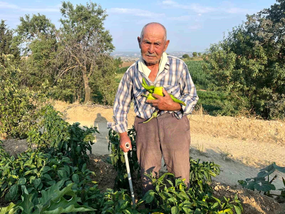 88 Yaşındaki Çiftçi Gençlere Tarımı Tavsiye Ediyor